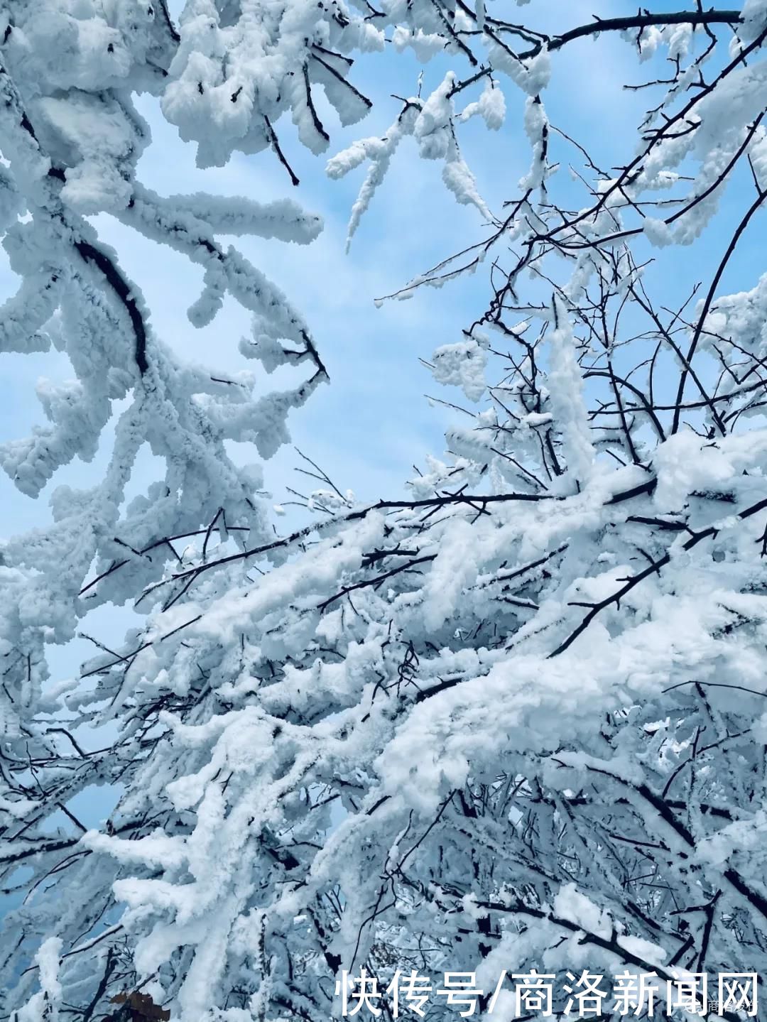 秦王|美！商州秦王山现冰雪树挂景观