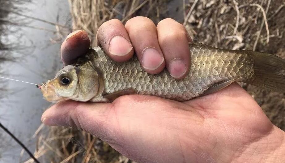 钓鲫鱼不能补窝，一补窝就停口你用错了方法，想不停口都难