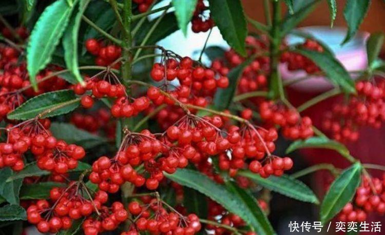 金苞花|4种花，漂亮又净化空气，人养花，花也养人，空气清新睡眠好！