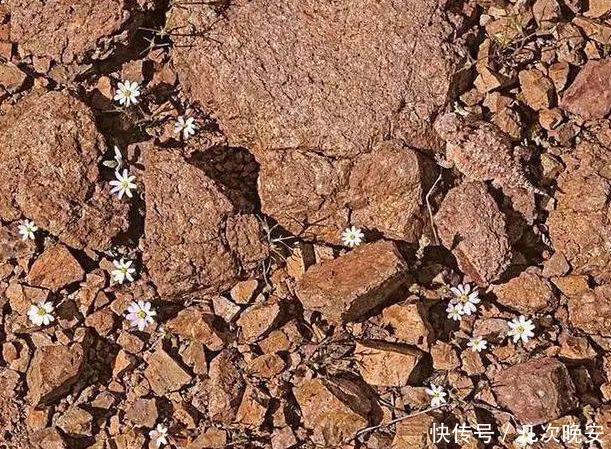 老年痴呆|日本老年痴呆程度测试你能在30秒内找到图中的那只蜥蜴吗