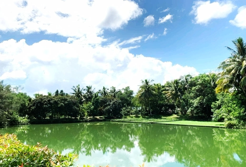 热带经济|美丽的植物园，独特的植物景观——游兴隆热带植物园