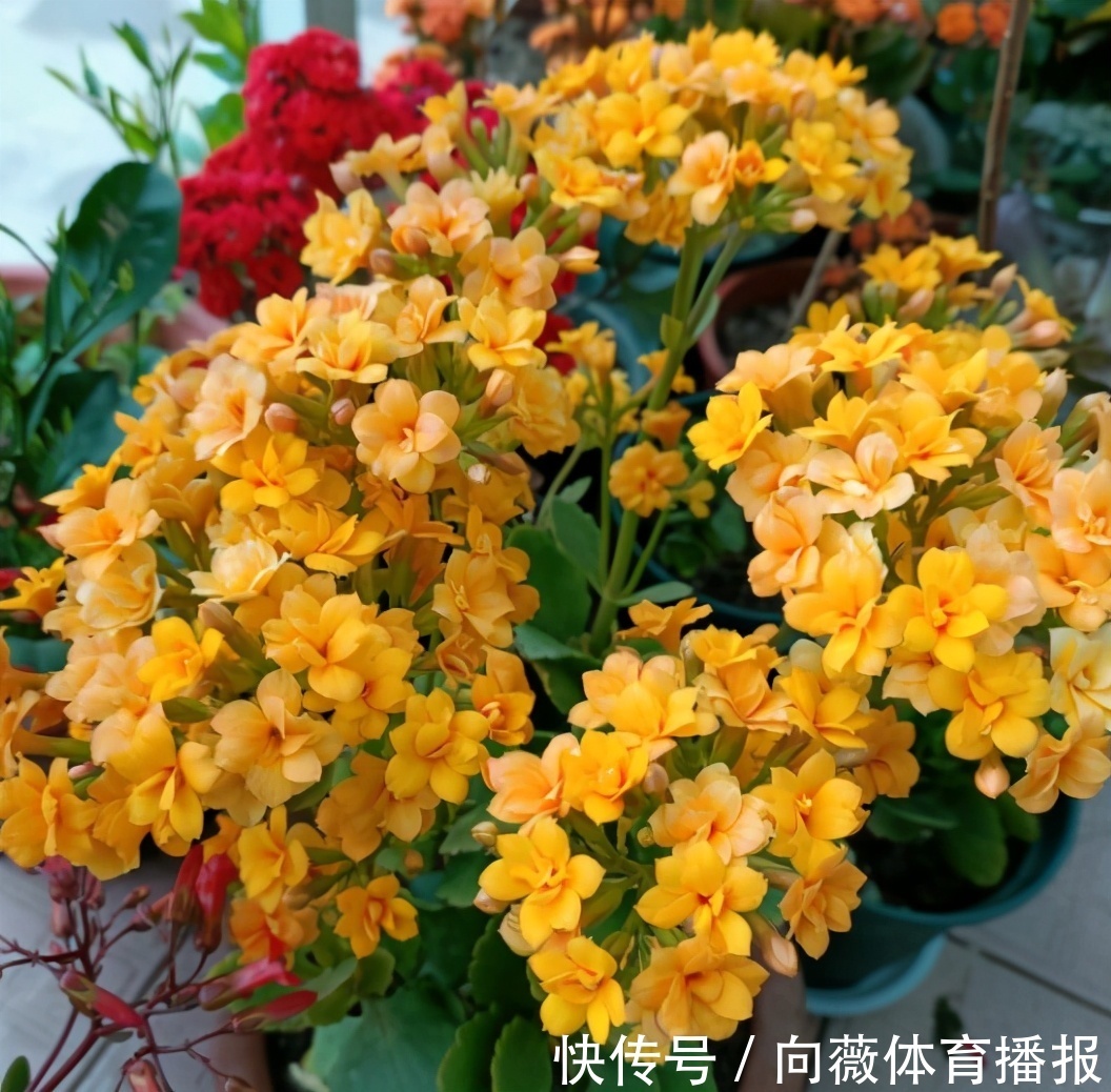 夏季的长寿花,做好“二少二不缺”,植株健壮不黑腐,新芽能翻倍