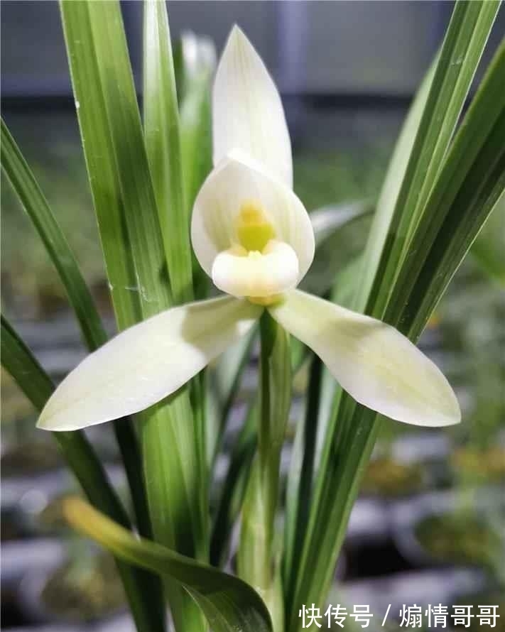 它在兰花界火了30年,温润如玉,品种高贵,随便一开就价值千金
