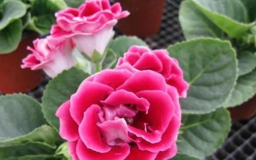 玫瑰|这些花卉美过玫瑰,一年四季花开不停,花大色艳很漂亮,谁养谁爱