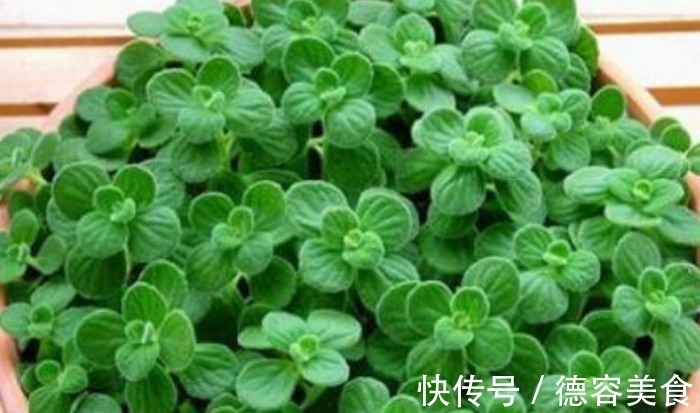 龙骨|最适合新手养的4种花,镇宅又旺财,家里更清新,养在客厅上档次
