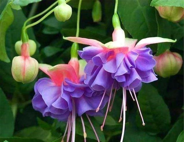 倒挂金钟|别养长寿花君子兰了,室内养花就选它,四季开花,过年挂满红灯笼