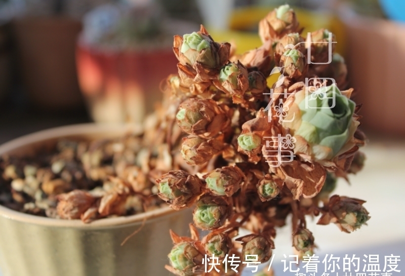 肉肉|多肉枯叶有4种原因,有的要及时摘,有的不能摘,有的要抢救