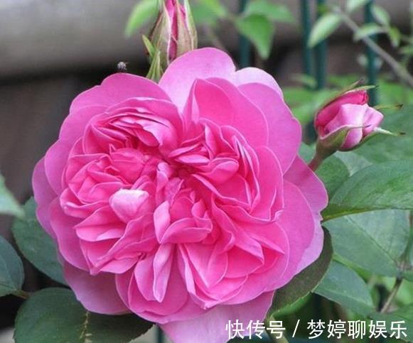 珍品|喜欢菊花，不如养盆“菊之珍品”金松月，似桃吐丹霞，亲切妖娆