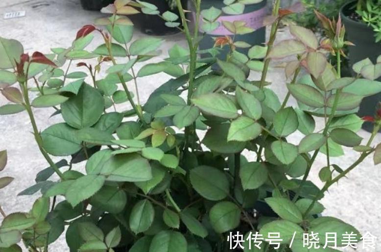 月季枝条不够壮开花少,该怎么办呢