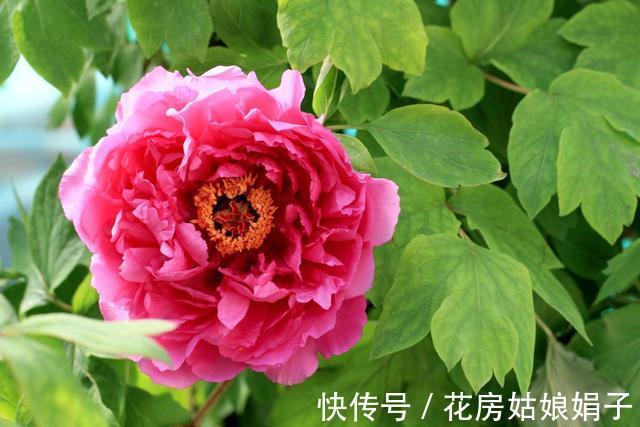 都知道牡丹是“花王”,却不一定知道谁是“花相”?值得了解一下