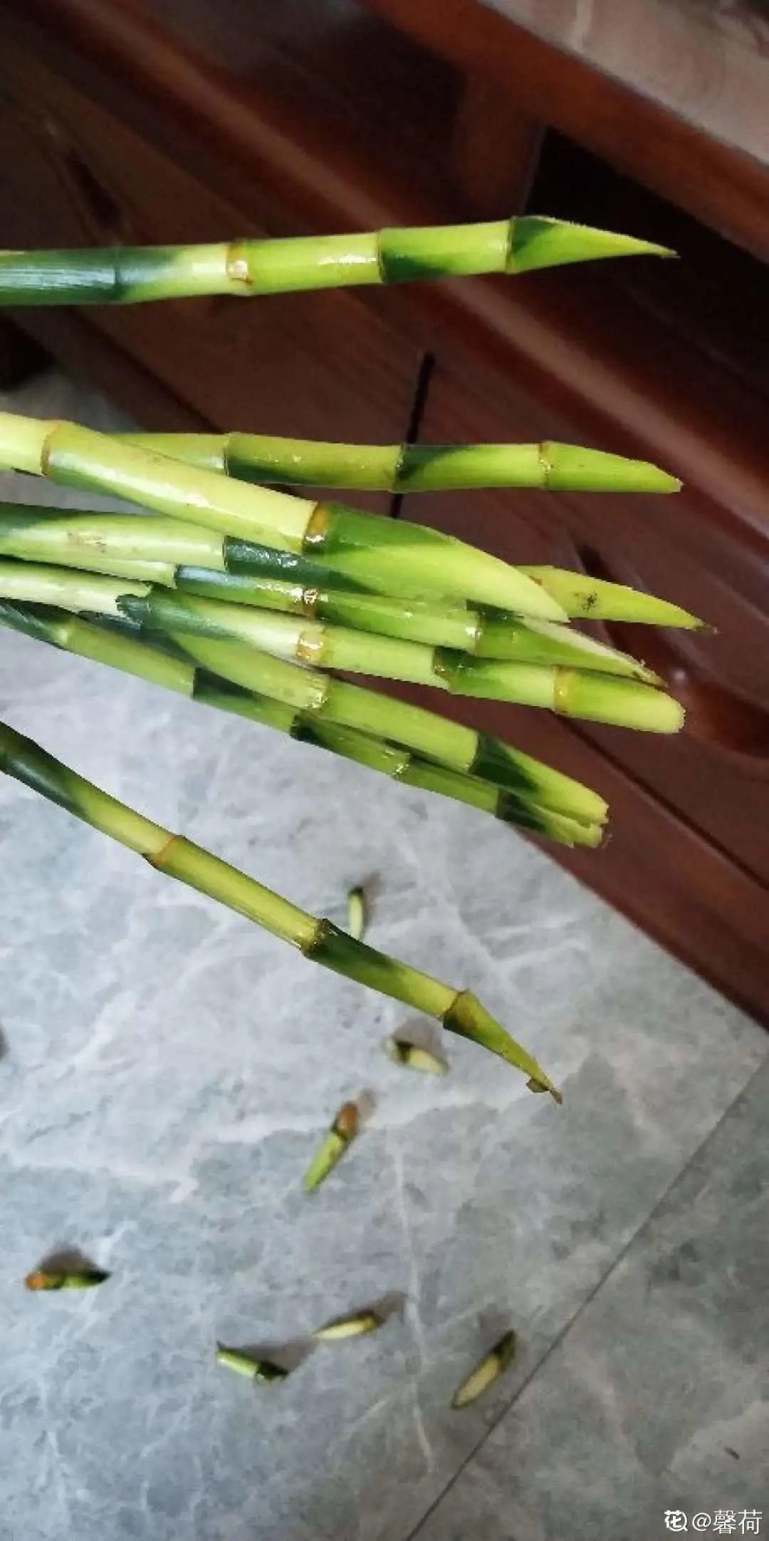 买的花总不活,秘密全在花盆里,搬起来看看才知道