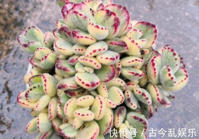 多肉|熊童子,花普货的价钱赏贵货的颜值,做好5点,红叶尖肥叶片都要