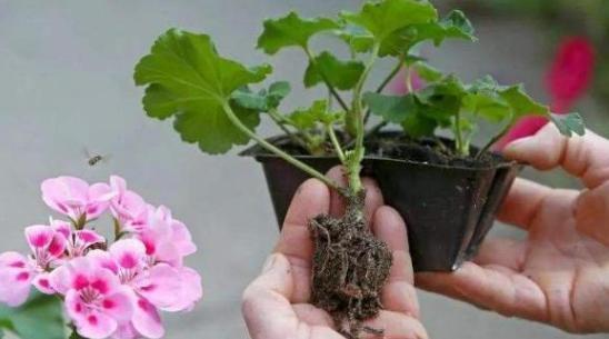 夏季高温天,想要居家赏花就盆栽它们,一片叶子都能扦插成苗