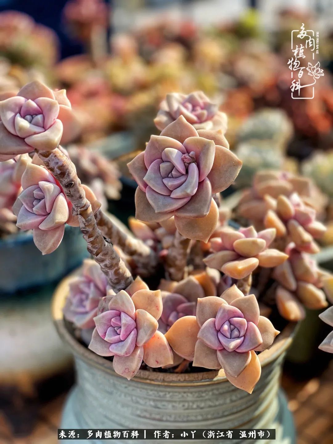 祖上无院家里无矿,一腔浪漫情怀付诸楼顶造花!