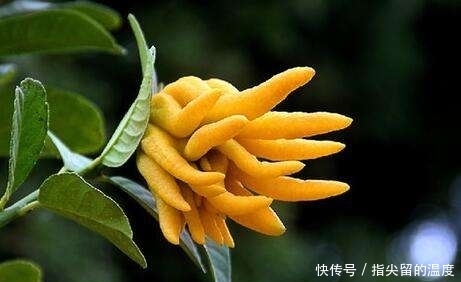 路边|提个醒:在路边遇到此野果,一定要摘回家,现在了解还不迟