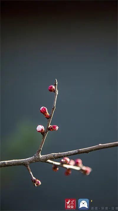 超清图片！菏泽街头“春”味渐浓，你感受到了吗？