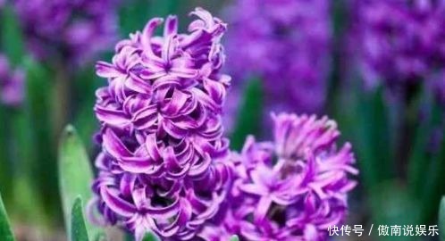 种花|4种花惹人怜爱,花大色艳香浓,一开花就停不下来