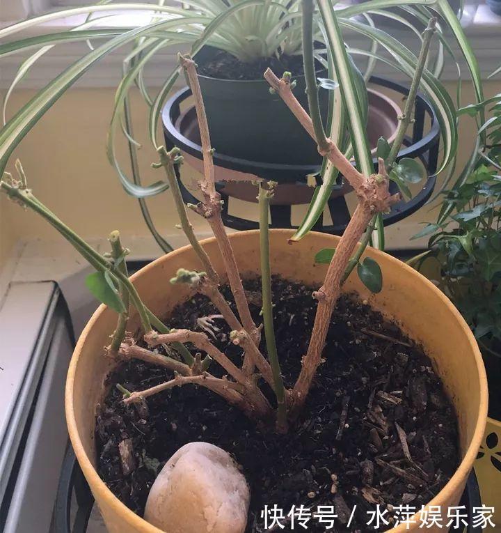 枝条|这3种花现在修剪,下个月花苞满头,今年能开5、6次