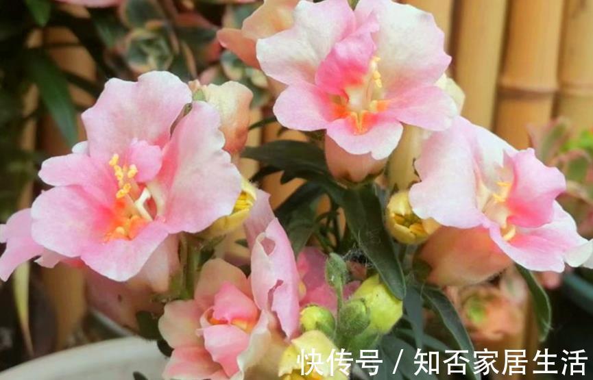农历|农历7月7号起,最适合养这些花,花色美轮美奂,充满生机