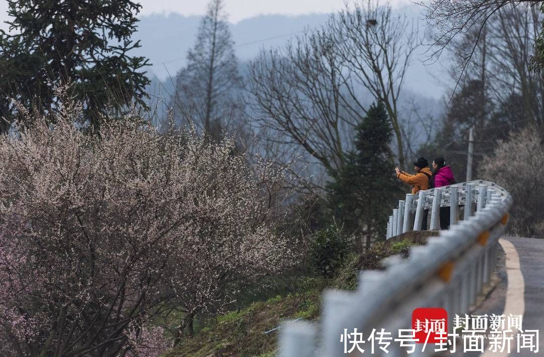 郎骑竹马来|青梅花开满 百花迎春归