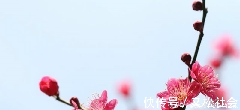 诗人们$杜牧这首咏梅诗虽然不出名,但同样很经典,写出了冰清玉洁的梅花