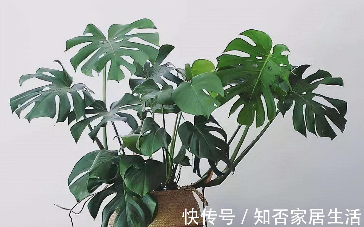 大盆|秋天给龟背竹换个大盆,注意3个重点,缓苗快,不黄叶不烂根