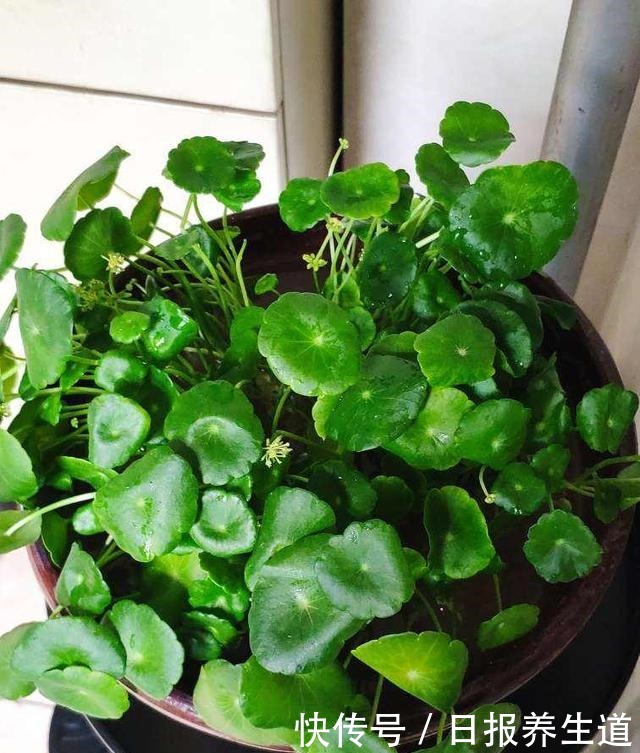 4种花不怕被浇死,浇水越多反而越旺盛,爱浇水花友必养!