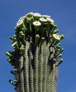 绵毛|8种奇异有趣的仙人掌,见过5种的人就神了