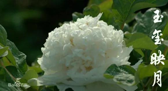 喜欢牡丹花，却一不小心买到芍药！附牡丹花品种图鉴大全