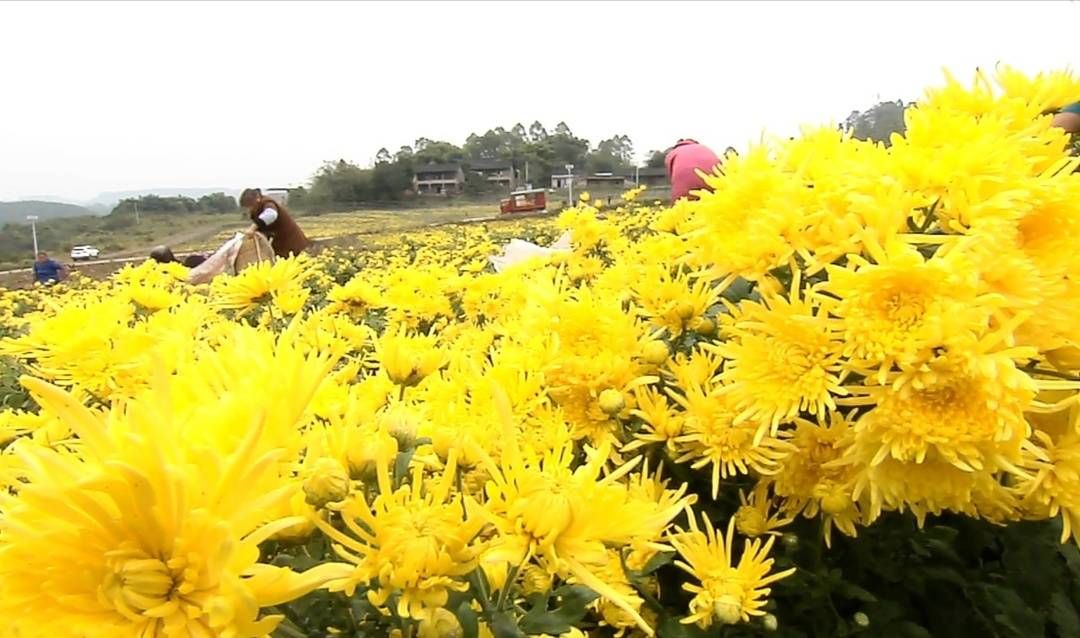 金丝#精品菊花茶上新：四川广安华蓥山金丝皇菊前来报到