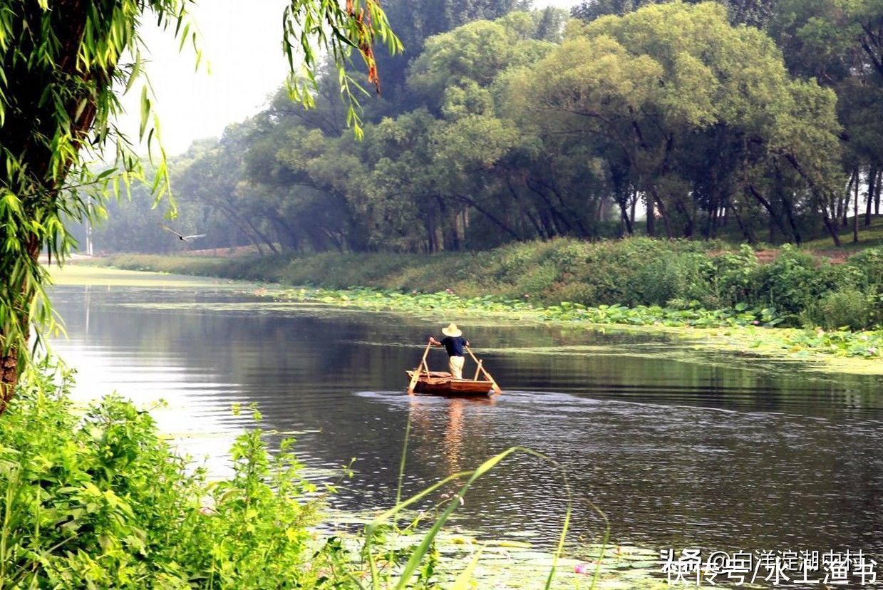 捕鱼|公司团建首选白洋淀自然游，每人60坐游船吃大餐，采摘捕鱼打水仗