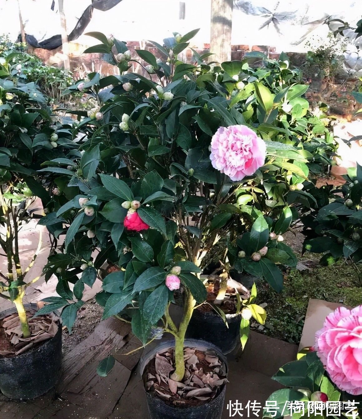 ?网上买的山茶花,买一棵死一棵,能把山茶养活了,属实是高手