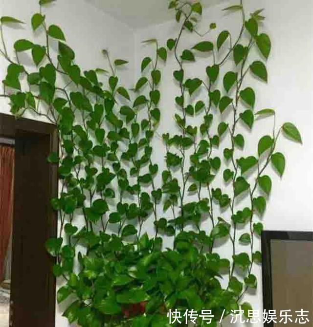 叶片|绿萝越养越小改3个毛病,一会“绿瀑布”,一会“绿萝墙”