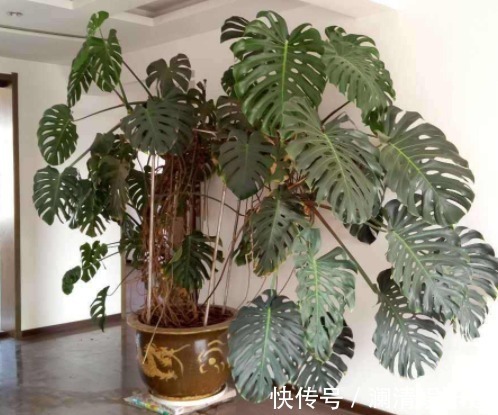 阳台上|养花人要牢记，5种花“喜阴、不喜阳”，摆在窗台，半天就晒黄叶