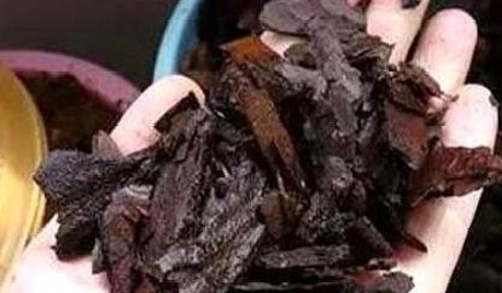 君子兰不见长、不开花“2种料”扔盆里,新芽多,一年开花2次