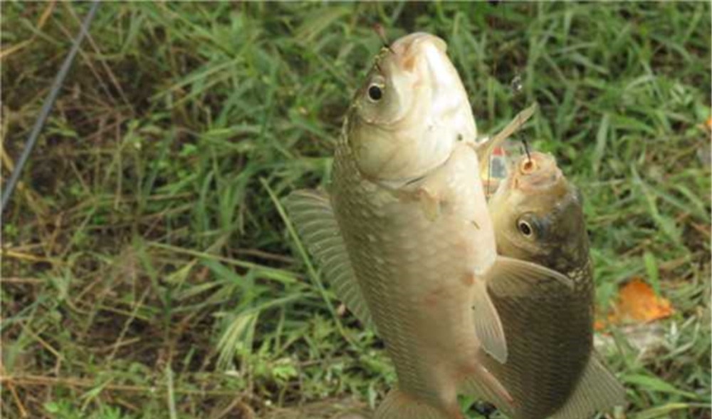 钓鱼技巧：钓鱼要不要放口？把窝中鱼钓光，还是养一养？你怎么看