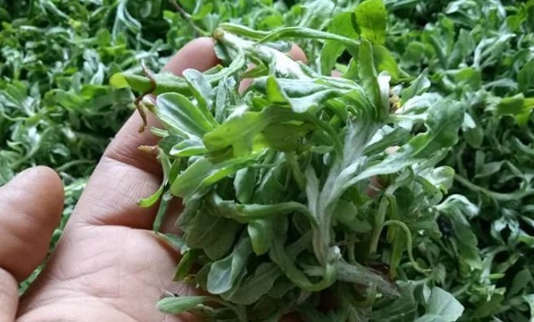 野草|田间没人要的野草,却是腰间盘突出的“救命草”,不妨一起了解下