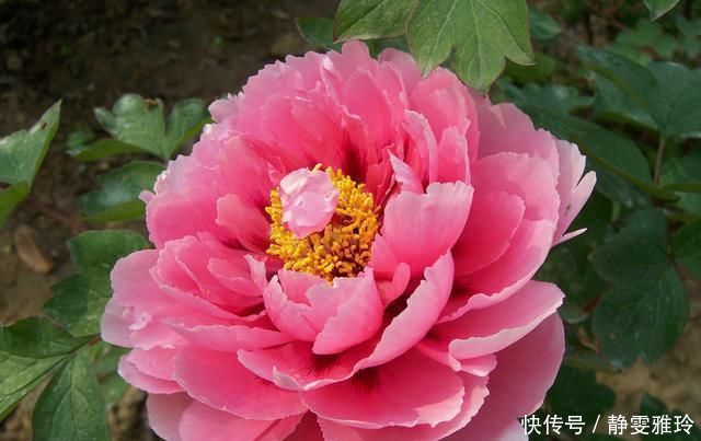 牡丹花的养殖方法，学会这几招，开花又大又美