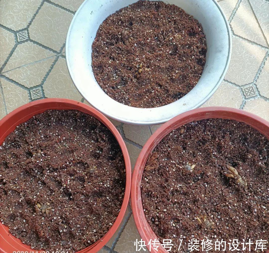 芦荟|8种花像“老母猪”,种一棵,生一窝,多得没地方养