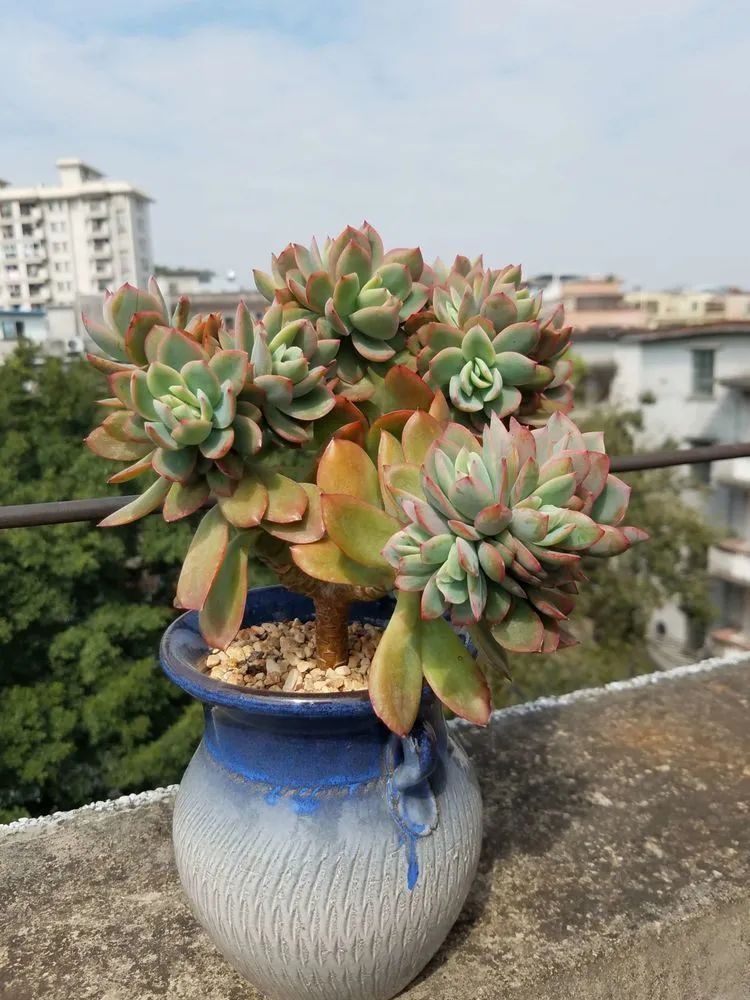 养肉三年，分享养肉经验，谈谈适合逆开挂区的多肉！