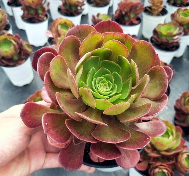 香蕉皮用来养花，具体方法是这样的，一起学一学