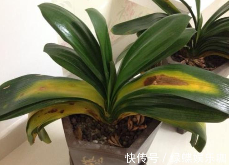 养君子兰的“小诀窍”,通过观察叶子,就能找出它的病因