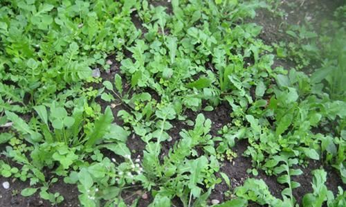 女人没钱还爱美，吃3物就够了，补血祛斑，抗皱防衰，呵护子宫