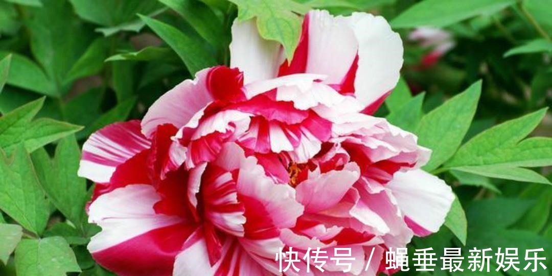 刘禹锡#刘禹锡最经典的一首诗,每一句都美得如诗如画,怎一个美字了得