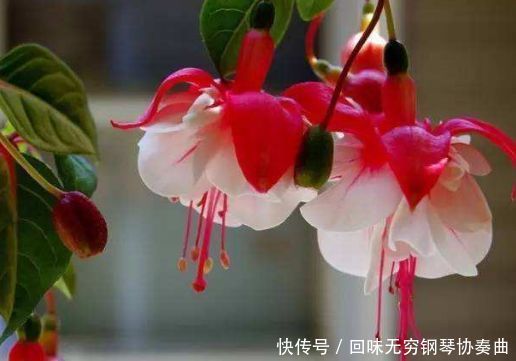 4种花养在家里,被称为花卉界的劳模,开花漂亮一年不停