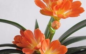 君子兰|秋冬要穷养花,再不救只剩空盆,君子兰烂根后怎么救