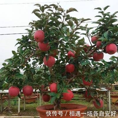 苹果树|阳台再小,也要养4种果树,植株矮小,结果颇多,还能当盆栽欣赏