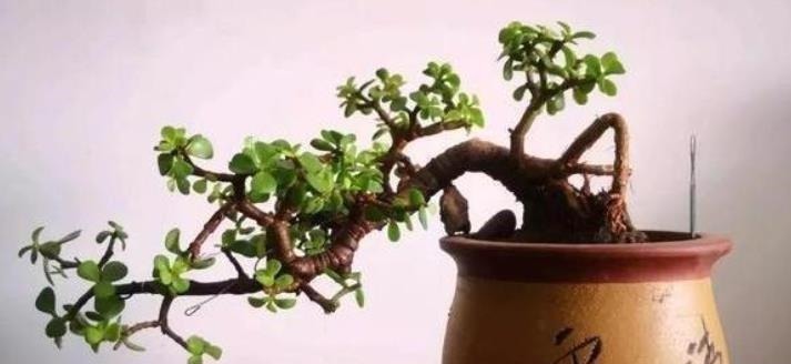 移栽|想养金枝玉叶悬崖桩?从一根枝条开始,简单几步操作,养成悬崖桩