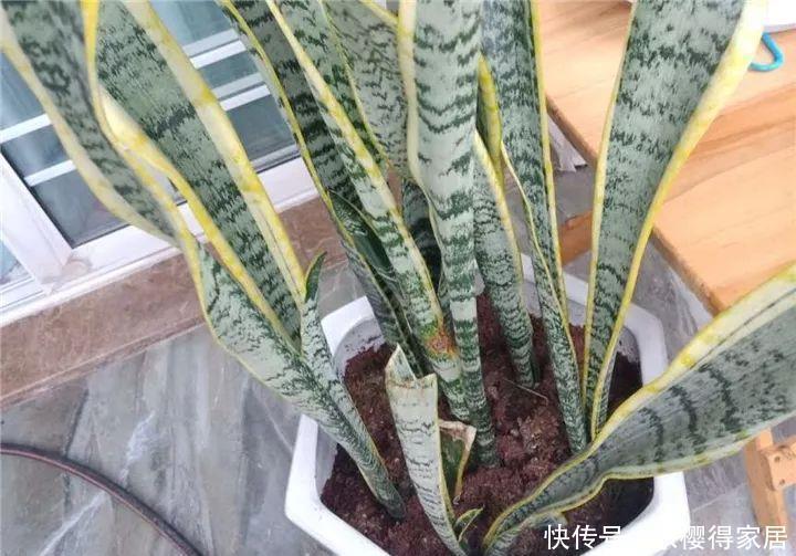 冬天修剪分“轻重”,有的花剪狠了,再也不开花