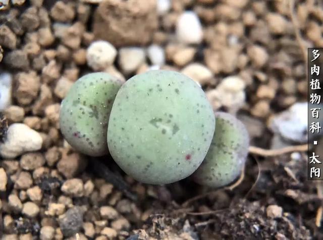 会开花的“石头”番杏科多肉植物“生石花”的养护心得！
